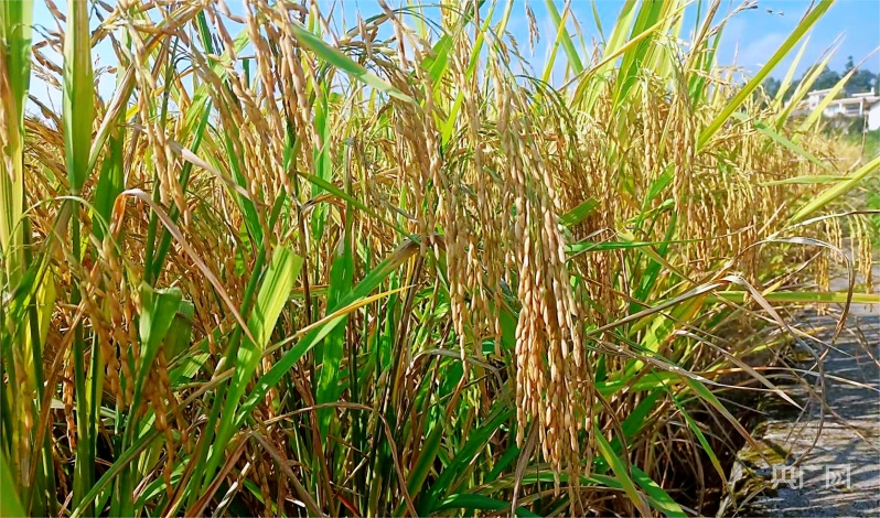 1694654275748923.png 图片2.png