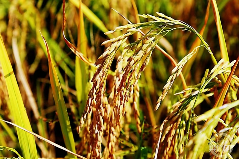 1694654300482565.png 图片3.png